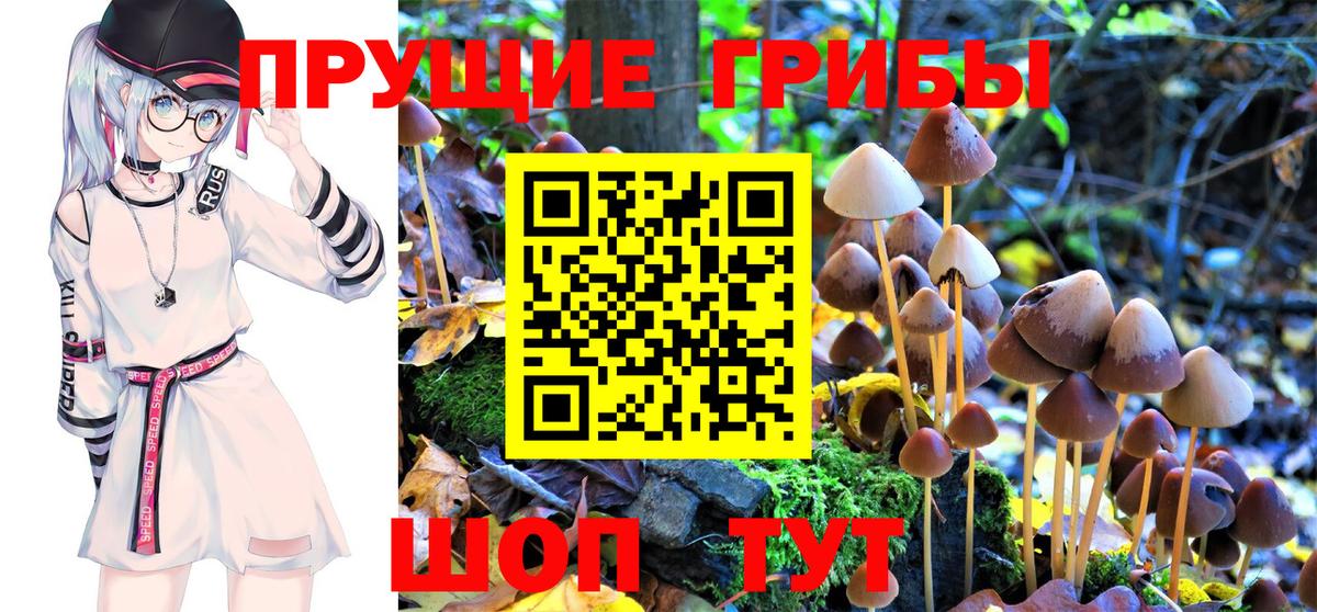 Красногорск  Галлюциногенные грибы Cubensis  Вход с VPN 